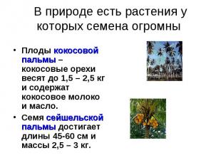 В природе есть растения у которых семена огромны Плоды кокосовой пальмы – кокосо