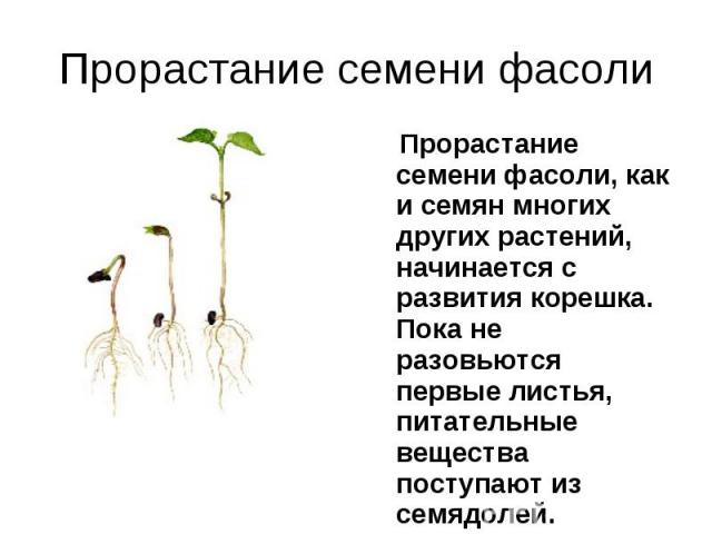 Прорастание семени фасоли Прорастание семени фасоли, как и семян многих других растений, начинается с развития корешка. Пока не разовьются первые листья, питательные вещества поступают из семядолей.