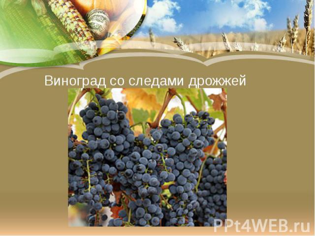 Виноград со следами дрожжей