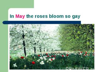 In May the roses bloom so gay