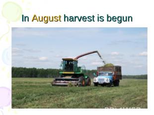 In August harvest is begun