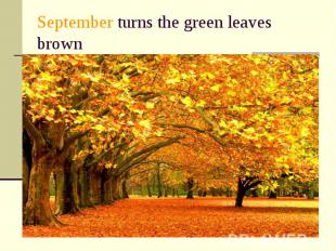 September turns the green leaves brown
