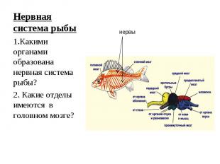 Нервная система рыбы 1.Какими органами образована нервная система рыбы?2. Какие