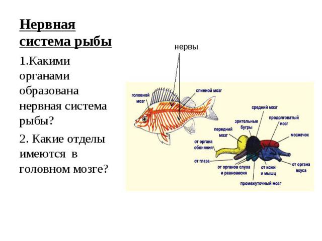 Нервная система рыбы 1.Какими органами образована нервная система рыбы?2. Какие отделы имеются в головном мозге?