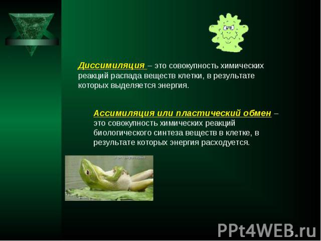 Диссимиляция – это совокупность химических реакций распада веществ клетки, в результате которых выделяется энергия.Ассимиляция или пластический обмен – это совокупность химических реакций биологического синтеза веществ в клетке, в результате которых…