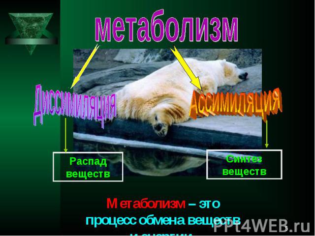 метаболизмДиссимиляцияАссимиляция