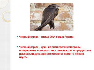 Черный стриж – птица 2014 года в России. Черный стриж – один из пяти вестников в