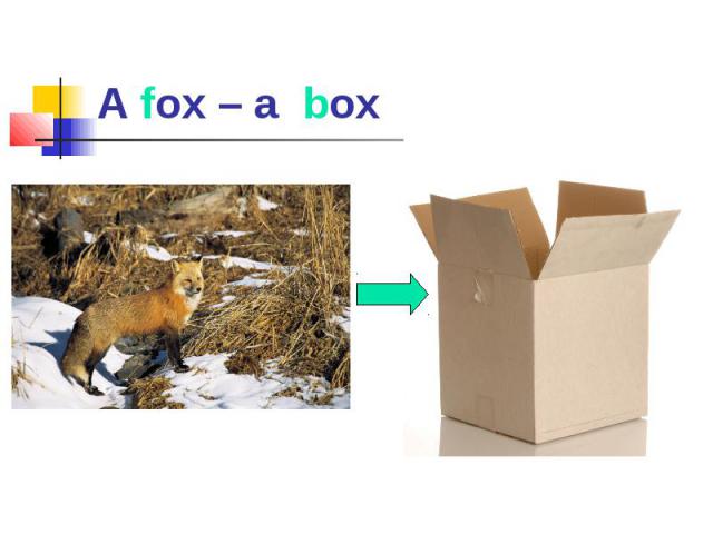 A fox – a box