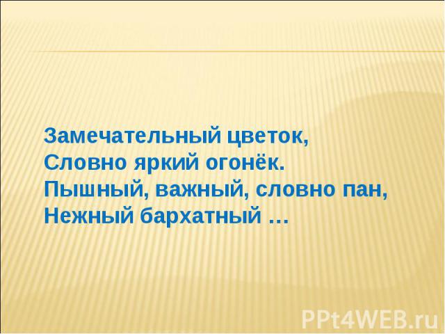 Замечательный цветок, Словно яркий огонёк. Пышный, важный, словно пан, Нежный бархатный …