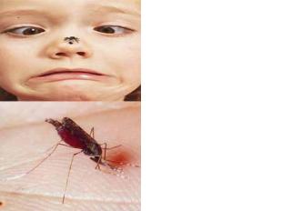 Аллергия на укусы таких насекомых встречается крайне редко, и в этом случае необ