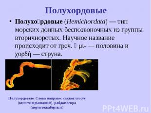 Полухо рдовые (Hemichordata) — тип морских донных беспозвоночных из группы втори