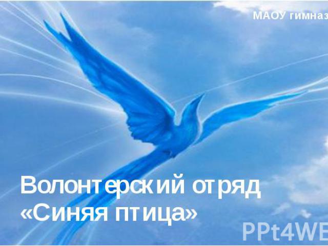 Волонтерский отряд «Синяя птица» МАОУ гимназия №40