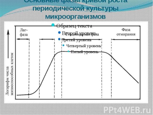 Основные фазы кривой роста периодической культуры микроорганизмов