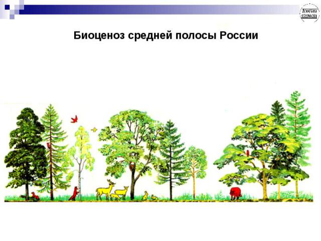 Биоценоз средней полосы России