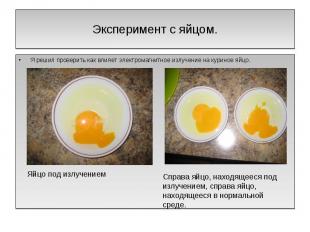 Эксперимент с яйцом. Я решил проверить как влияет электромагнитное излучение на