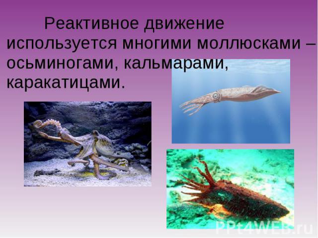Реактивное движение используется многими моллюсками – осьминогами, кальмарами, каракатицами.