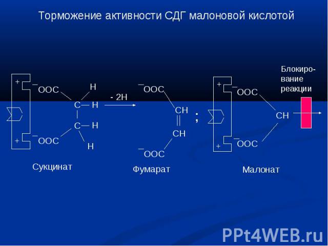 Торможение активности СДГ малоновой кислотой Блокиро-вание реакции