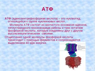 АТФ (аденозинтрифосфорная кислота) – это нуклеотид, относящийся к группе нуклеин