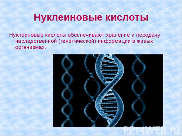 Нуклеиновые кислоты Нуклеиновые кислоты обеспечивают хранение и передачу наследственной (генетической) информации в живых организмах.