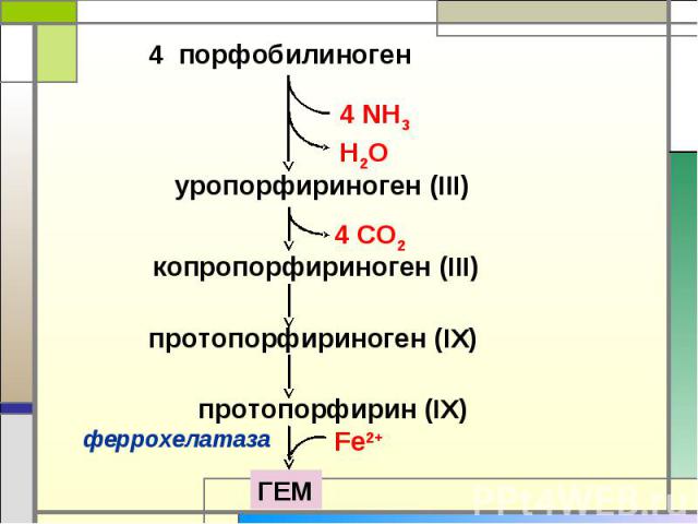 4 порфобилиноген уропорфириноген (III) копропорфириноген (III) протопорфириноген (IХ) протопорфирин (IХ) феррохелатаза