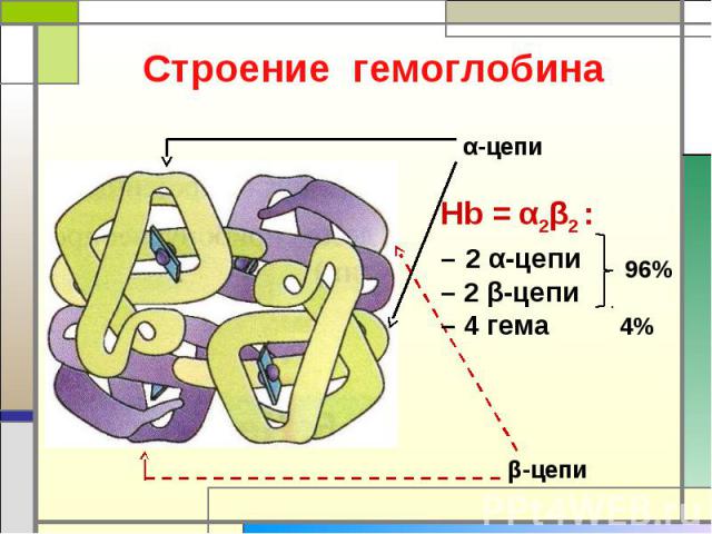 Строение гемоглобина Hb = α2β2 : – 2 α-цепи– 2 β-цепи– 4 гема 4%