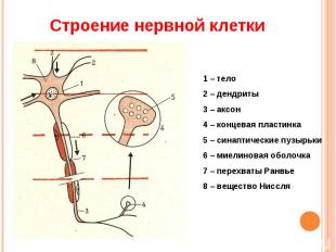 Строение нервной клетки 1 – тело 2 – дендриты3 – аксон4 – концевая пластинка5 –