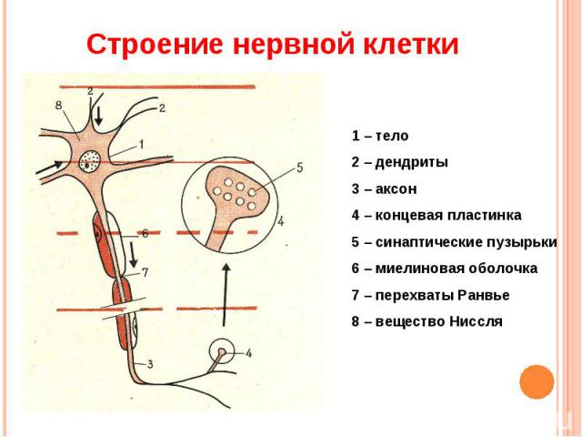 Строение нервной клетки 1 – тело 2 – дендриты3 – аксон4 – концевая пластинка5 – синаптические пузырьки6 – миелиновая оболочка7 – перехваты Ранвье8 – вещество Ниссля