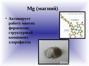 Mg (магний) Активирует работу многих ферментов; структурный компонент хлорофилла