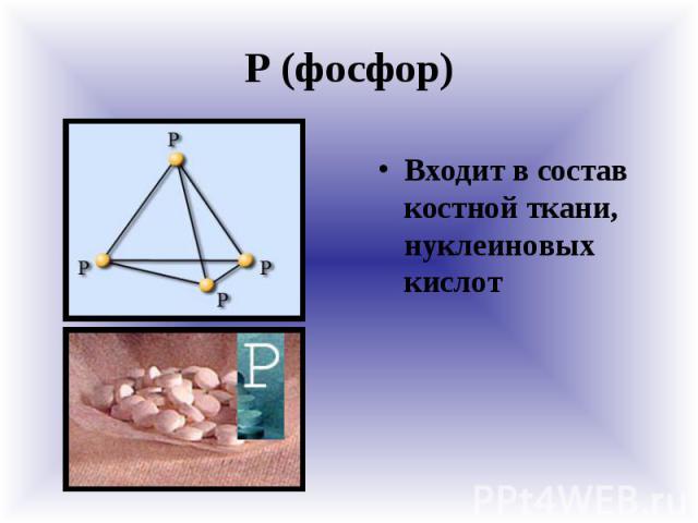Р (фосфор) Входит в состав костной ткани, нуклеиновых кислот