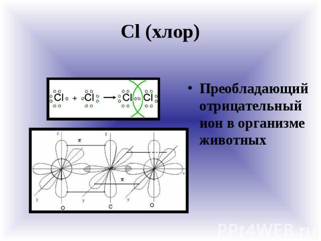Cl (хлор) Преобладающий отрицательный ион в организме животных