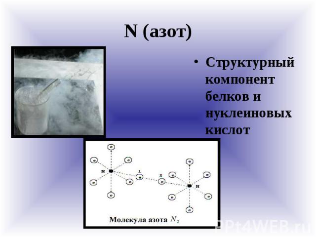 N (азот) Структурный компонент белков и нуклеиновых кислот