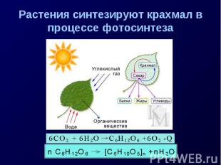 Растения синтезируют крахмал в процессе фотосинтеза