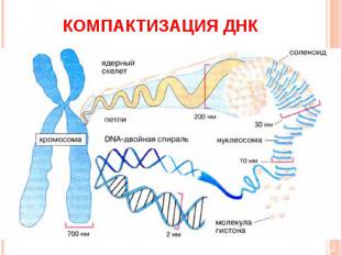 Компактизация ДНК