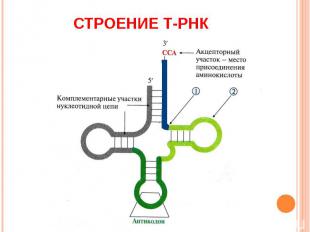 Строение т-РНК