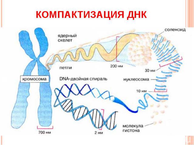 Компактизация ДНК