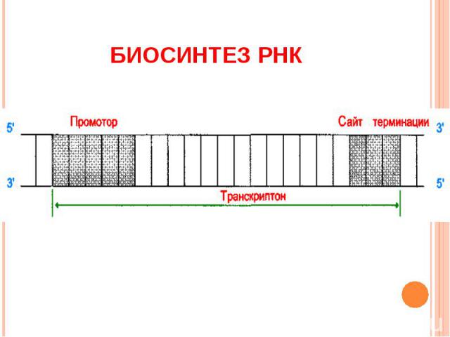 Биосинтез РНК