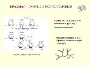 КРАХМАЛ - СМЕСЬ 2-Х ПОЛИСАХАРИДОВ Амилоза (10-20%) имеет линейную структуру Амил
