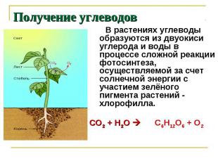 Получение углеводов В растениях углеводы образуются из двуокиси углерода и воды