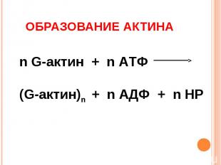 Образование актина n G-актин + n АТФ (G-актин)n + n АДФ + n НР