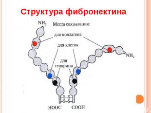 Структура фибронектина