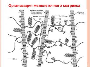 Организация межклеточного матрикса