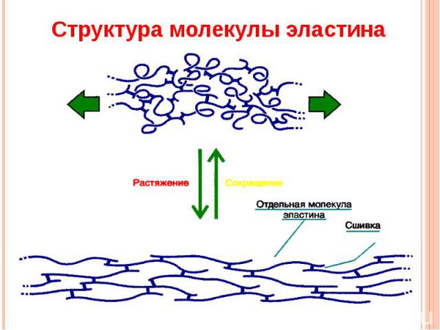 Структура молекулы эластина