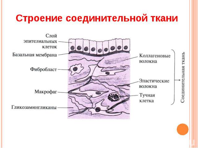 Строение соединительной ткани