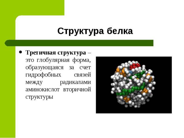 Структура белка Третичная структура – это глобулярная форма, образующаяся за счет гидрофобных связей между радикалами аминокислот вторичной структуры