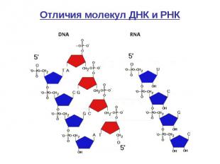 Отличия молекул ДНК и РНК