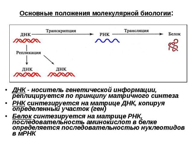 Основные положения молекулярной биологии: ДНК - носитель генетической информации, реплицируется по принципу матричного синтеза РНК синтезируется на матрице ДНК, копируя определенный участок (ген)Белок синтезируется на матрице РНК, последовательность…