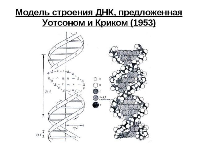 Модель строения ДНК, предложенная Уотсоном и Криком (1953)