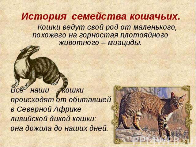 Реферат: История возникновения кошки