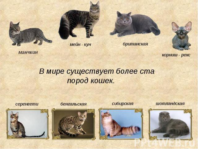 Проект кошки в жизни человека 4 класс