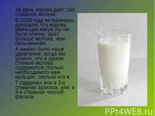 За день корова дает 160 стаканов молока. В 2009 году ветеринары доказали, что ко